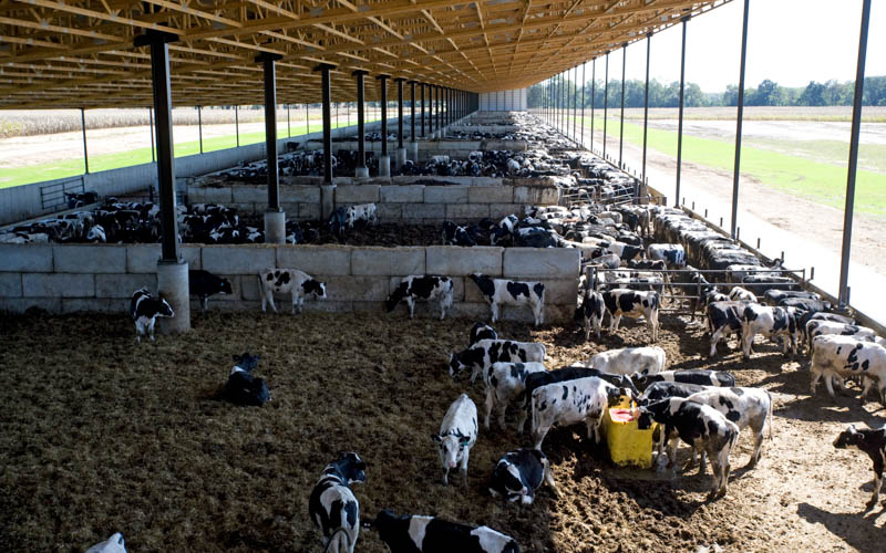 Beef Barn Feedlot | Kalamazoo County, Michigan | FBi Buildings