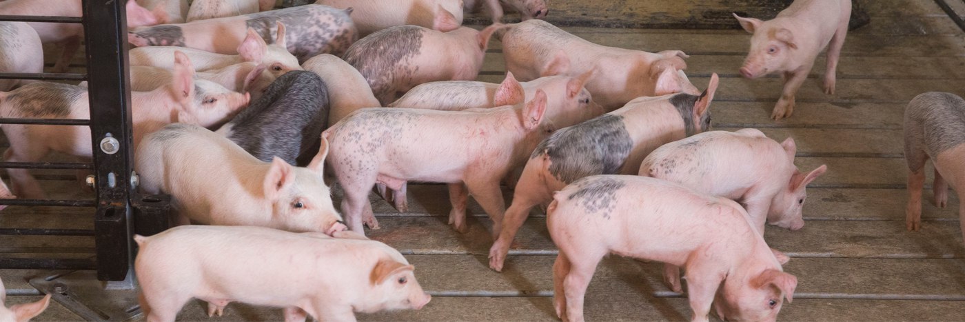 People and Pigs: Working Together