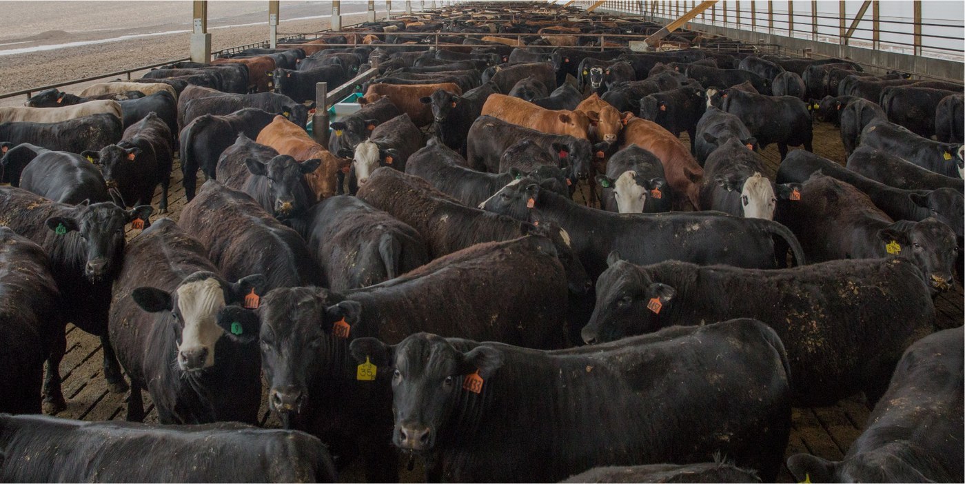 Monoslope Beef Barn ROI Guide